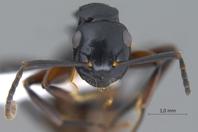 Polyrhachis hashimotoi frontal