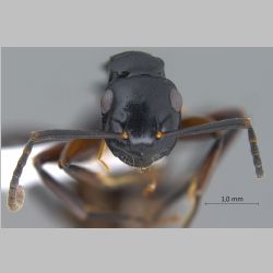 Polyrhachis hashimotoi Kohout, 2007 frontal