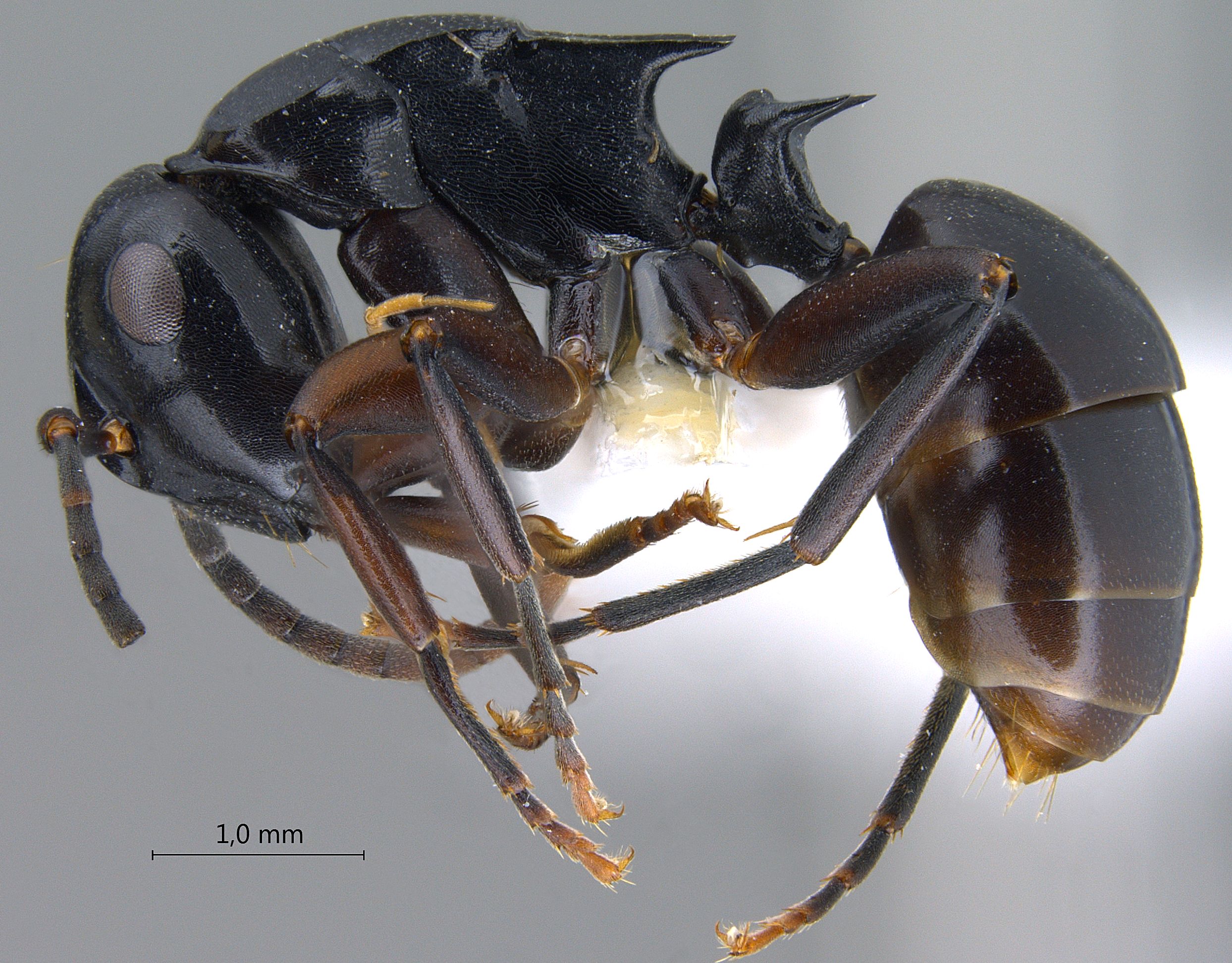 Polyrhachis hashimotoi lateral