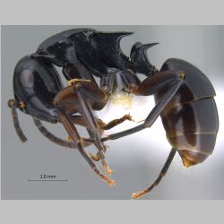 Polyrhachis hashimotoi Kohout, 2007 lateral