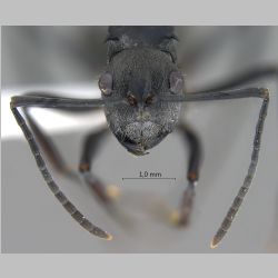 Polyrhachis hosei Donisthorpe, 1942 frontal