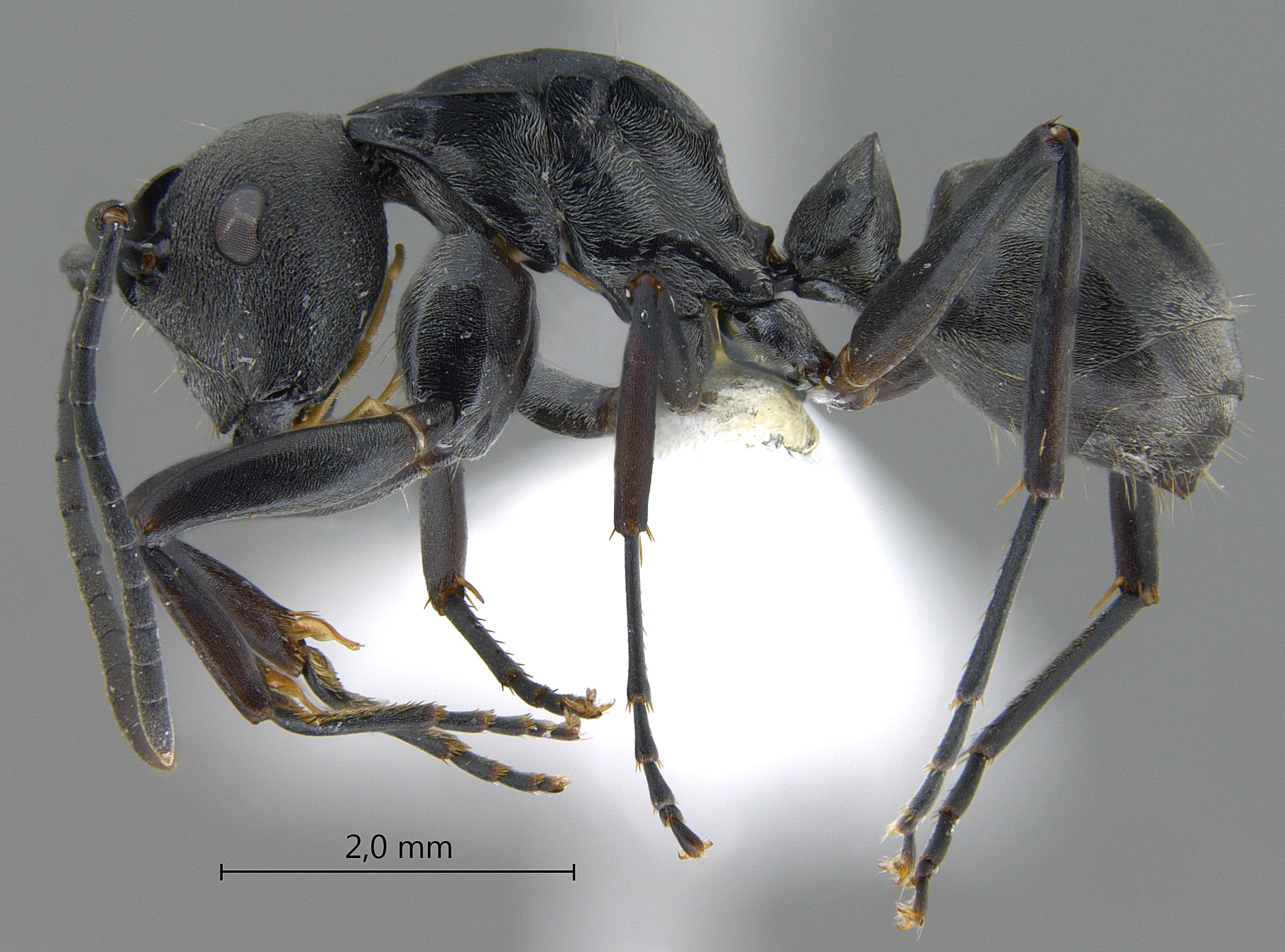 Polyrhachis hosei lateral