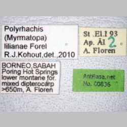 Polyrhachis lilianae Forel, 1911 label