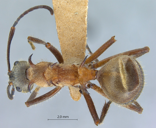 Polyrhachis montana dorsal