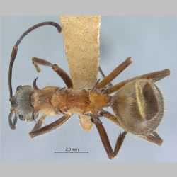 Polyrhachis montana Hung, 1970 dorsal