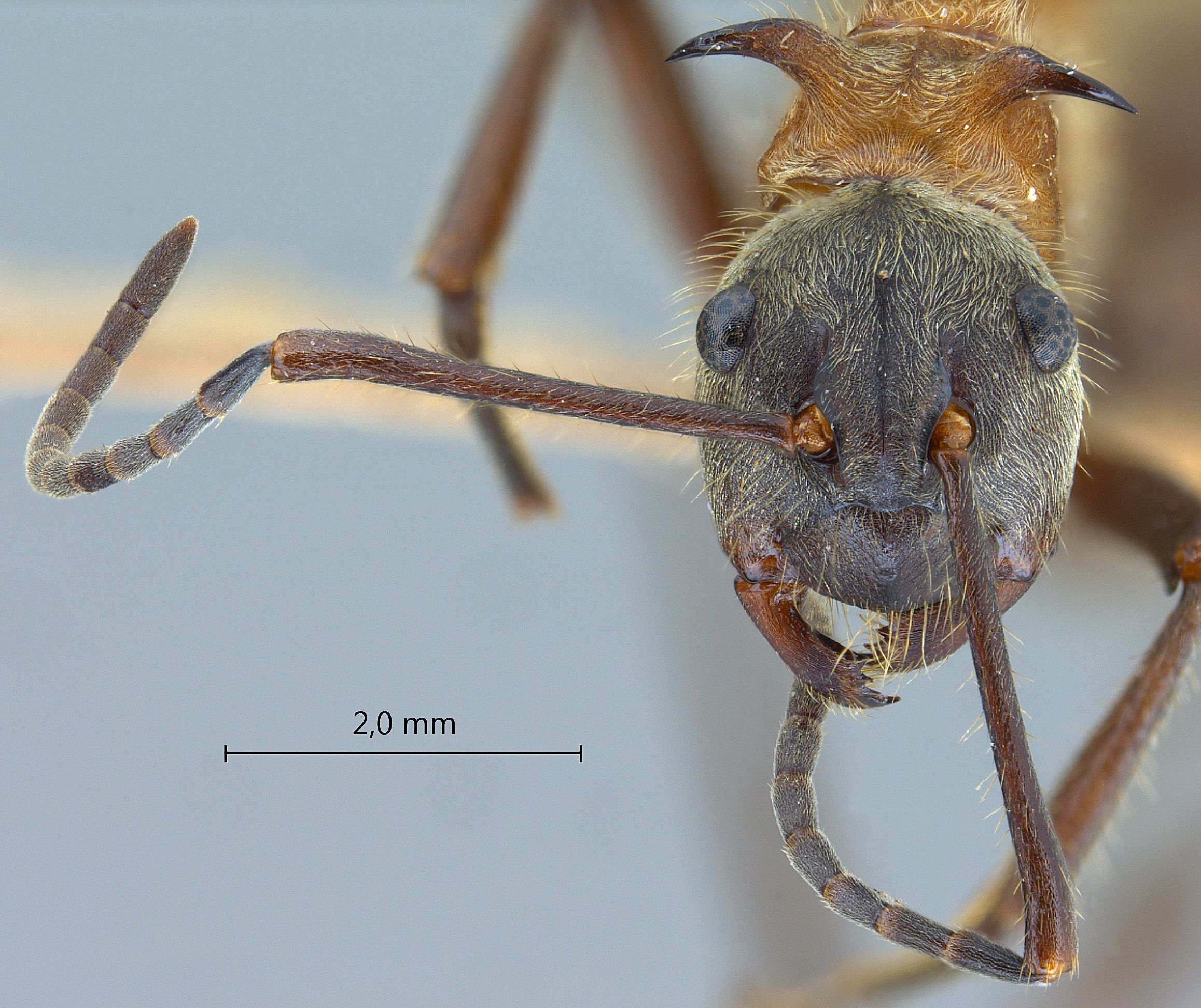 Polyrhachis montana frontal