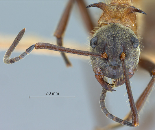 Polyrhachis montana frontal