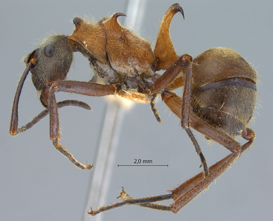 Polyrhachis montana lateral
