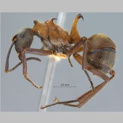 Polyrhachis montana Hung, 1970 lateral