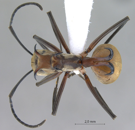 Polyrhachis olybria dorsal