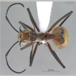 Polyrhachis olybria Forel, 1912 dorsal