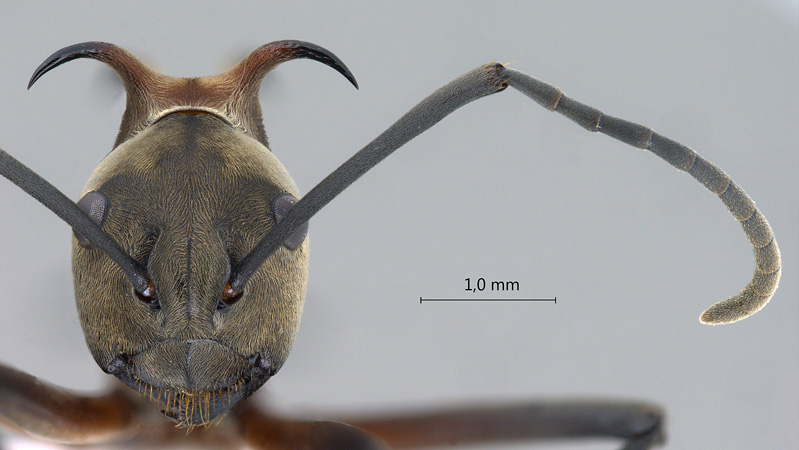 Polyrhachis olybria frontal