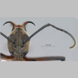 Polyrhachis olybria Forel, 1912 frontal