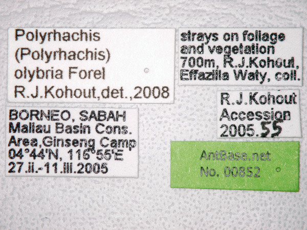Polyrhachis olybria label