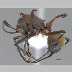 Polyrhachis olybria Forel, 1912 lateral