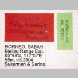 Polyrhachis sukarmani Kohout, 2007 label