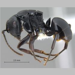 Polyrhachis sukarmani Kohout, 2007 lateral