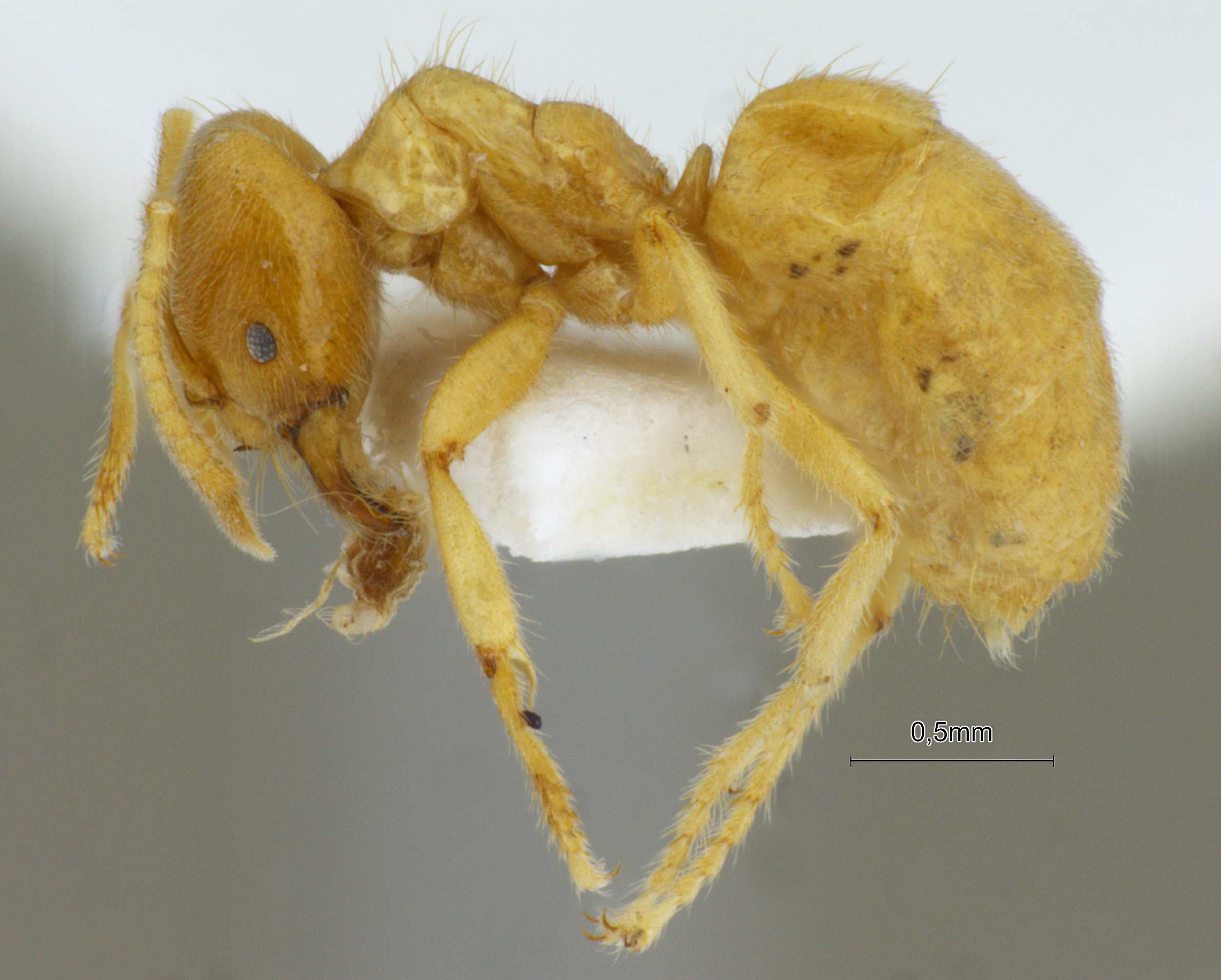 Acropyga acutiventris lateral