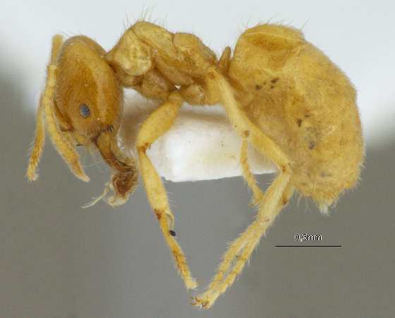 Acropyga acutiventris lateral