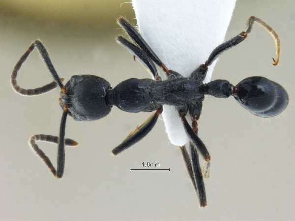 Leptogenys kitteli dorsal