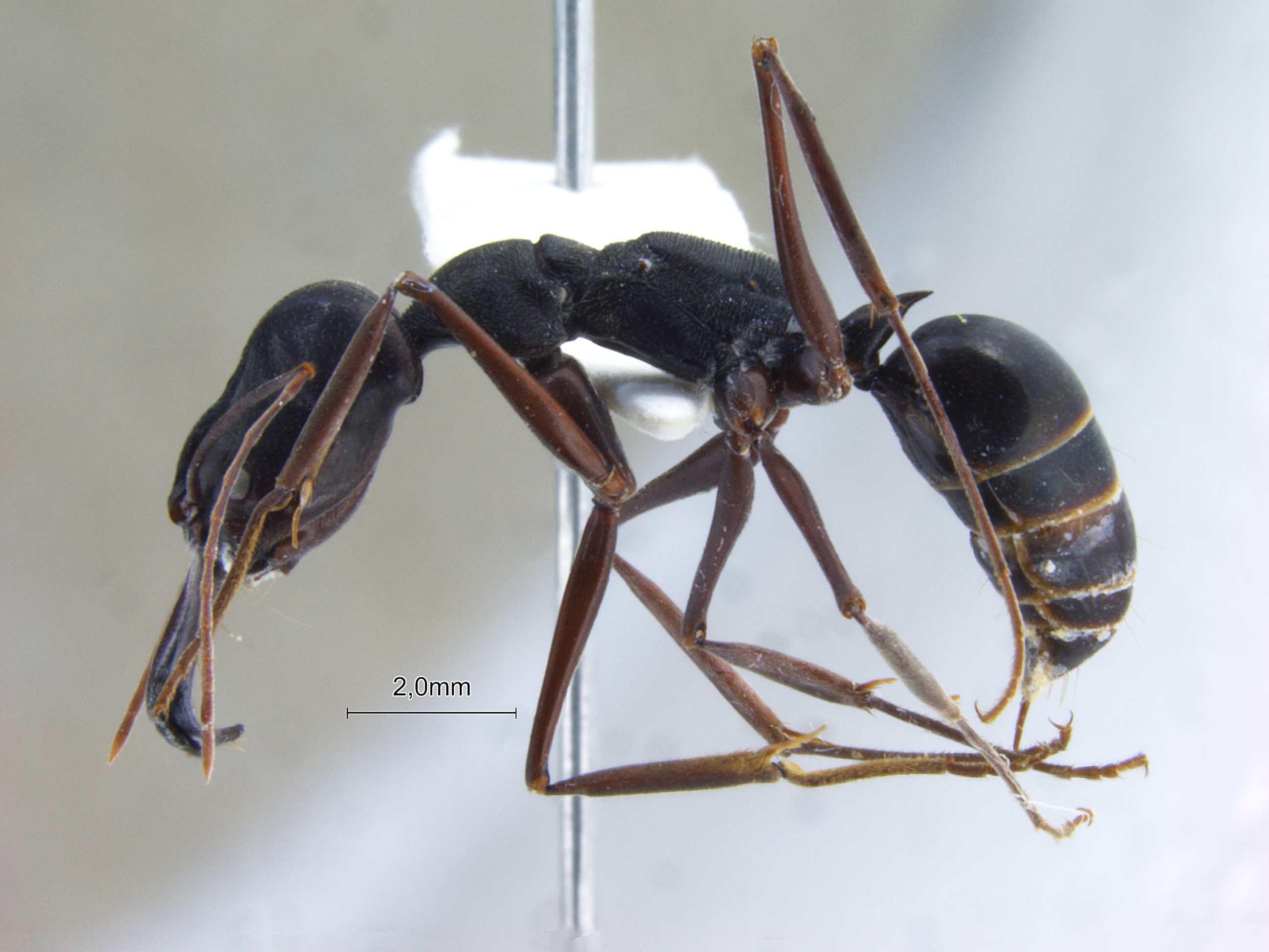 Odontomachus monticola lateral