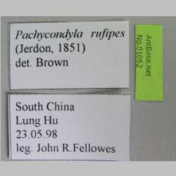 Pseudoneoponera rufipes (Jerdon, 1851) label