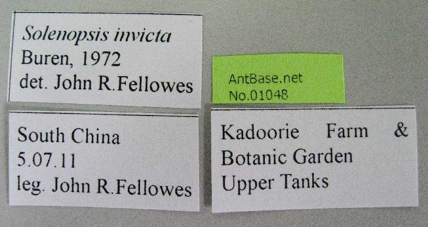 Solenopsis invicta label