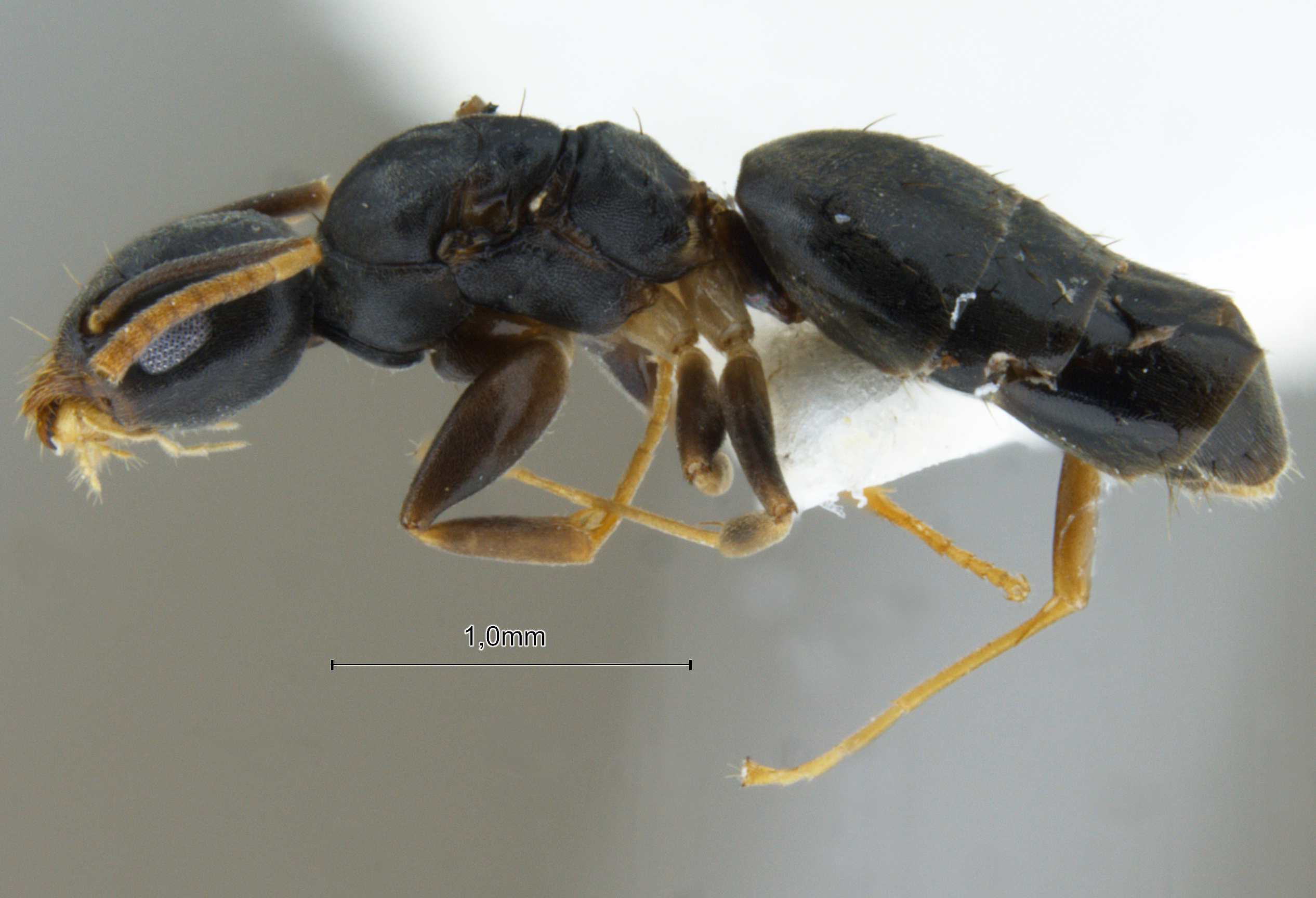 Technomyrmex albipes lateral