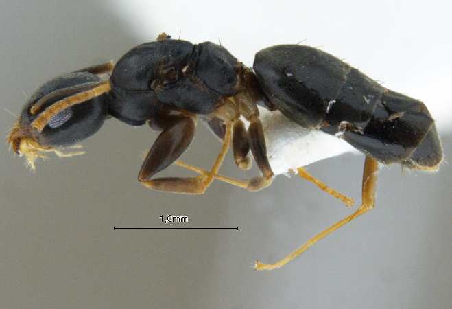 Technomyrmex albipes lateral