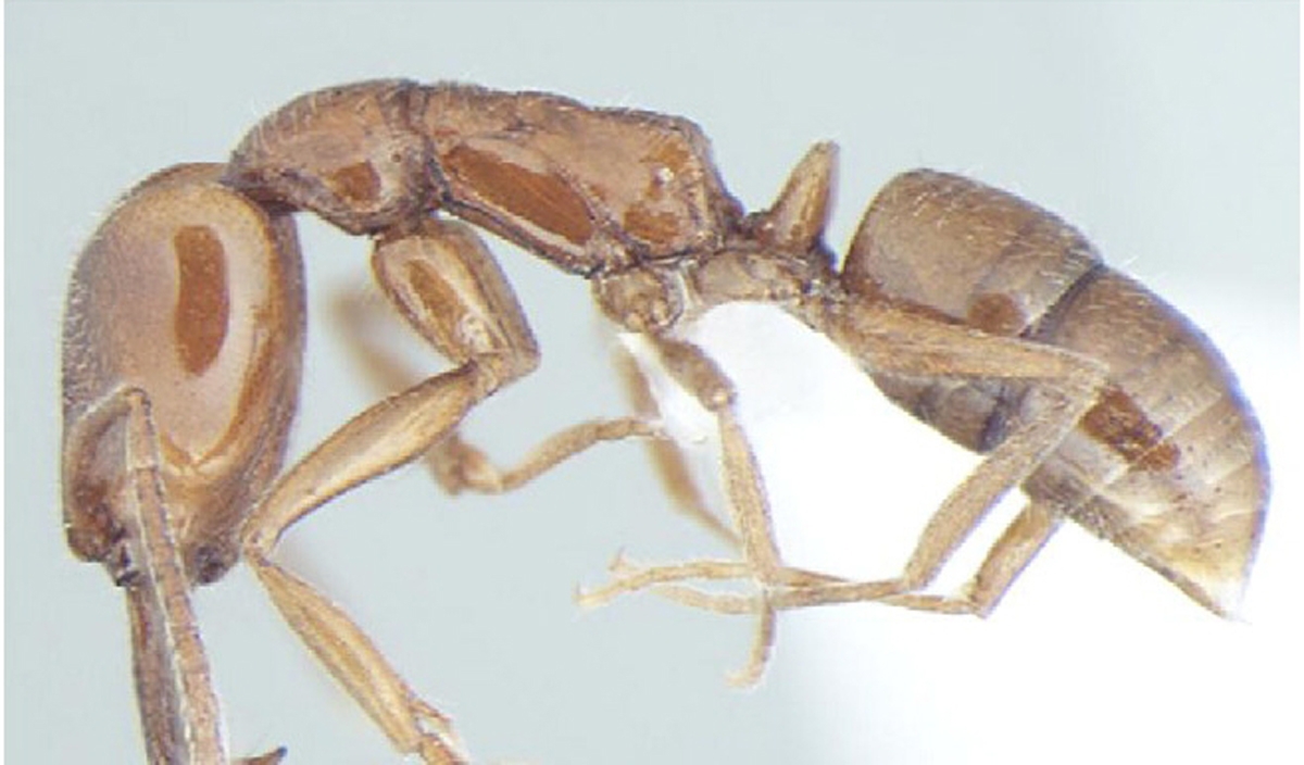 Anochetus cryptus lateral