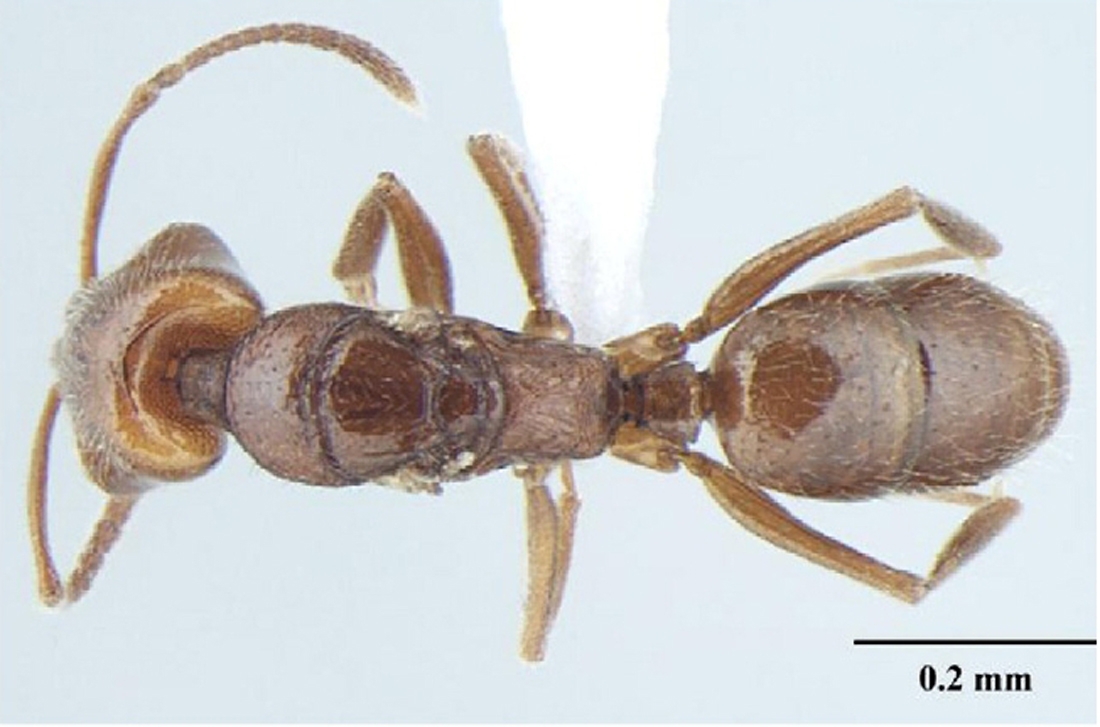 Anochetus cryptus queen dorsal