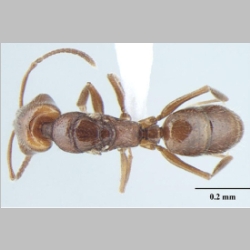 Anochetus cryptus queen Bharti, 2013 dorsal