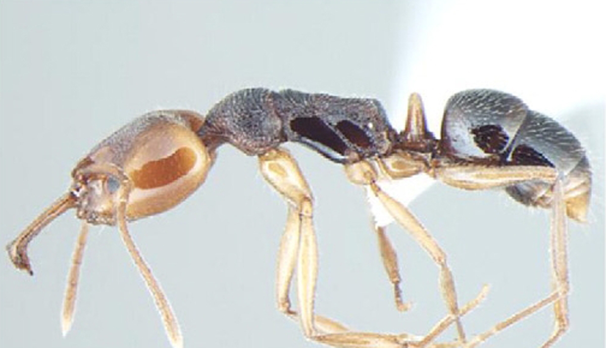 Anochetus validus lateral