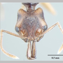 Anochetus validus queen Bharti, 2013 frontal