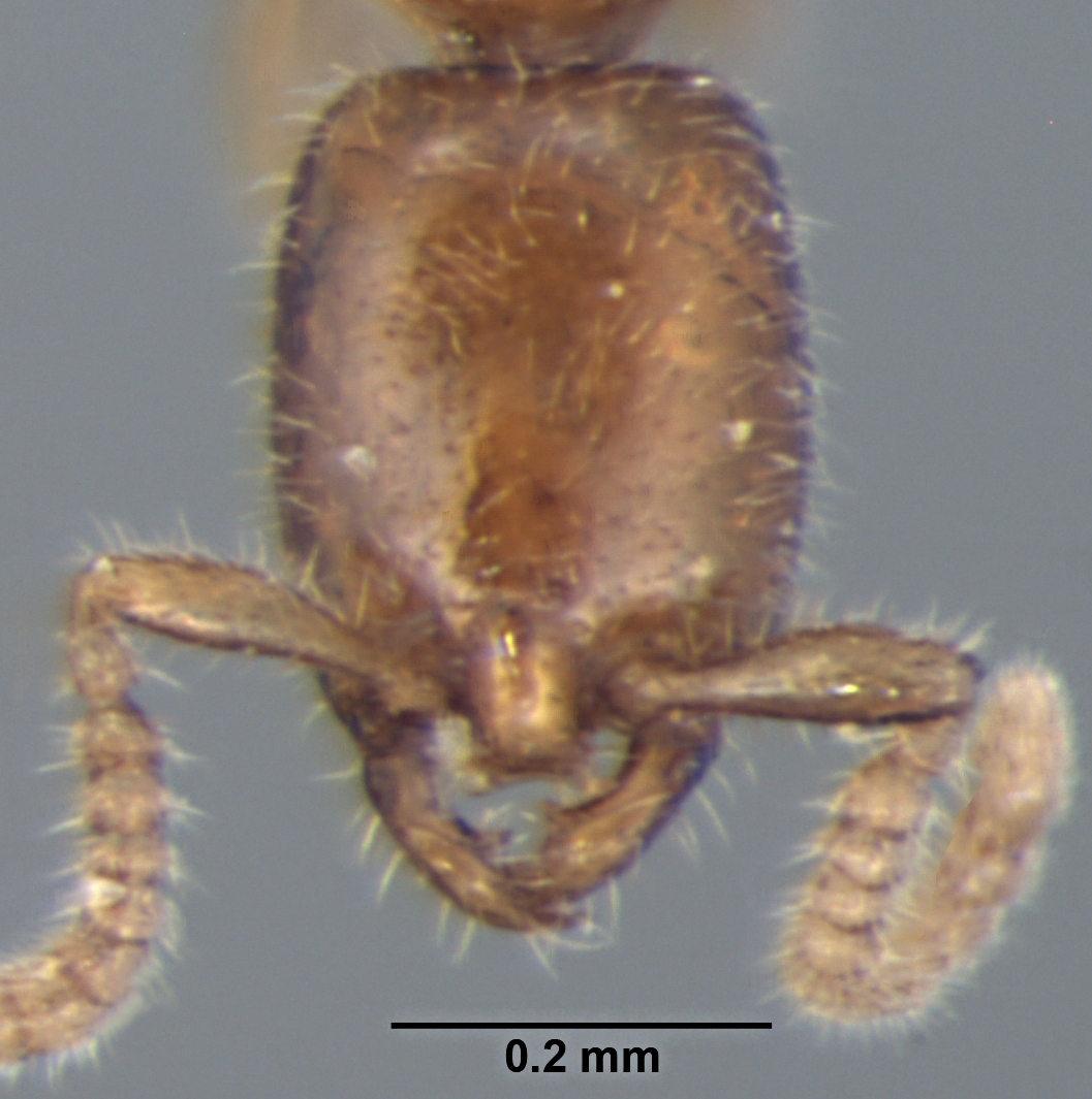 Leptanilla escheri frontal