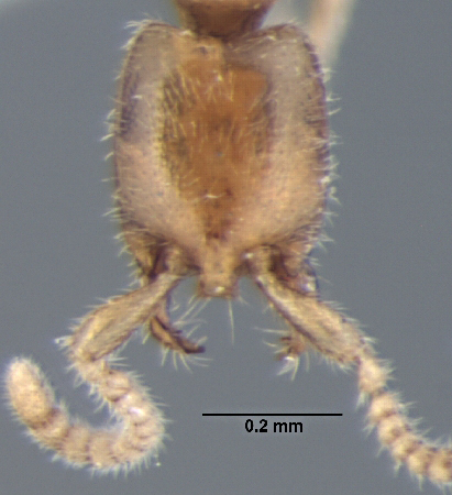 Leptanilla lamellata frontal