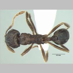 Lophomyrmex terraceensis Bharti, 2012 dorsal