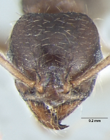 Lophomyrmex terraceensis frontal