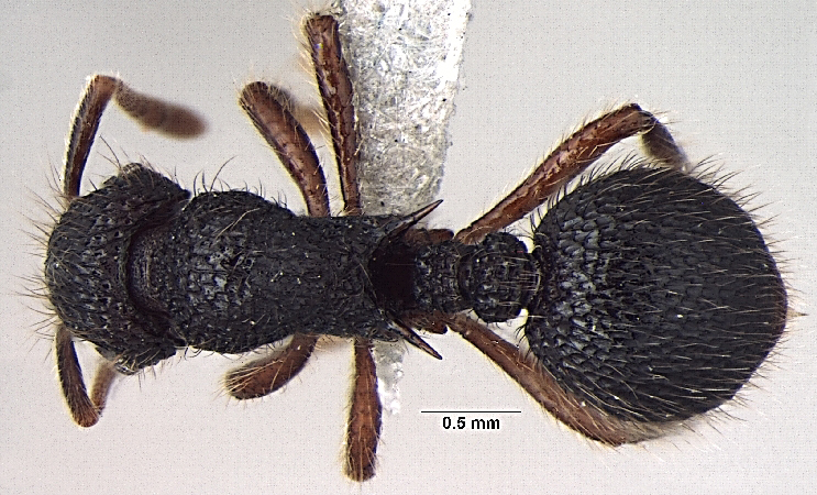 Lordomyrma taylori dorsal