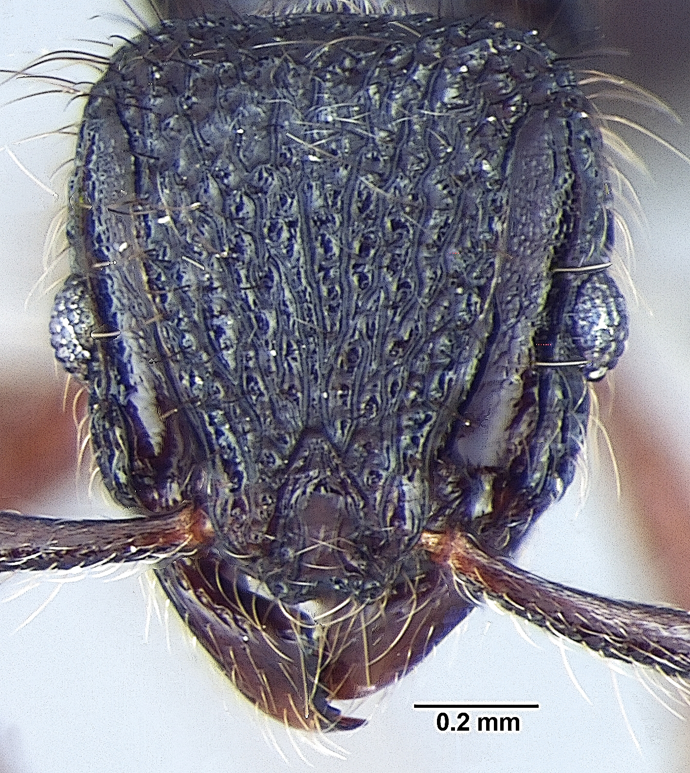 Lordomyrma taylori frontal