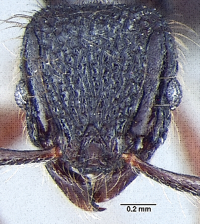 Lordomyrma taylori frontal