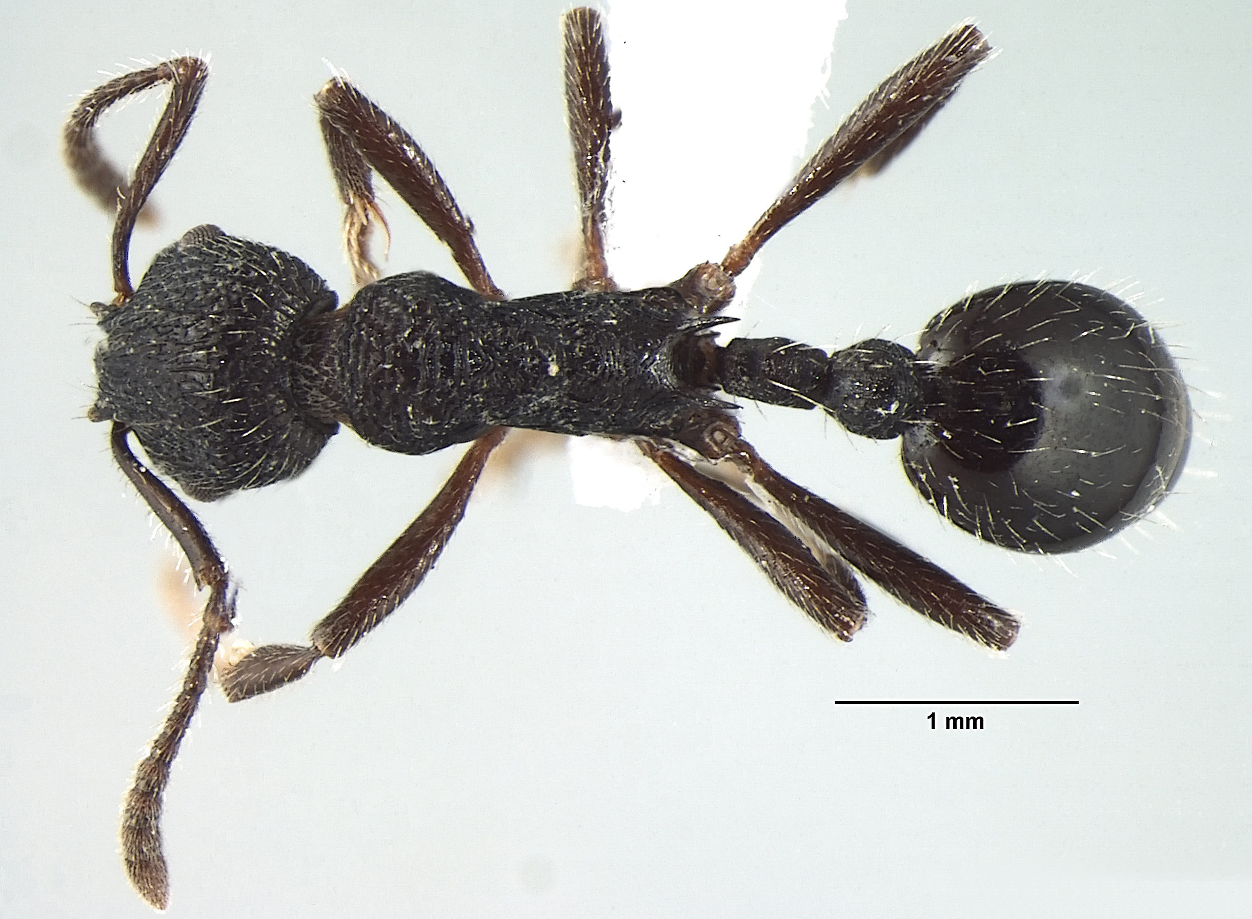 Myrmica adrijae dorsal