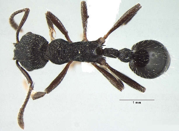 Myrmica adrijae dorsal