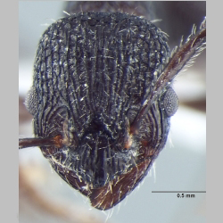 Myrmica adrijae Bharti, 2012 frontal