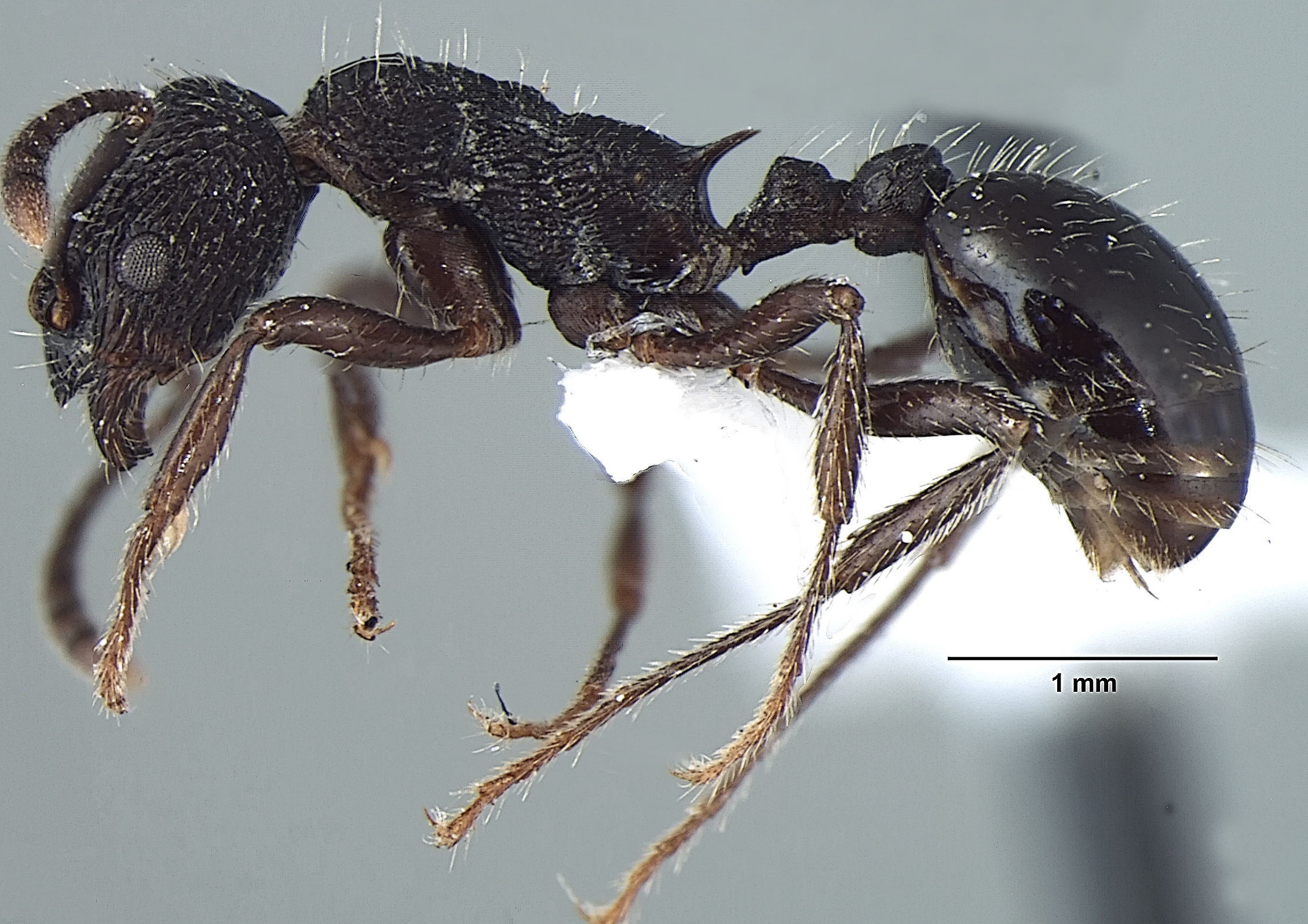 Myrmica adrijae lateral