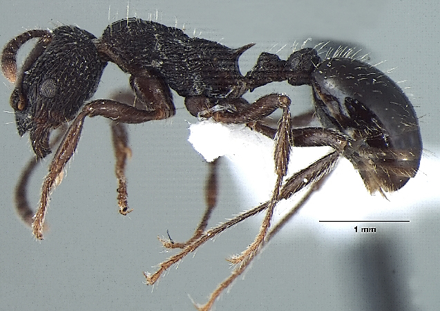 Myrmica adrijae lateral