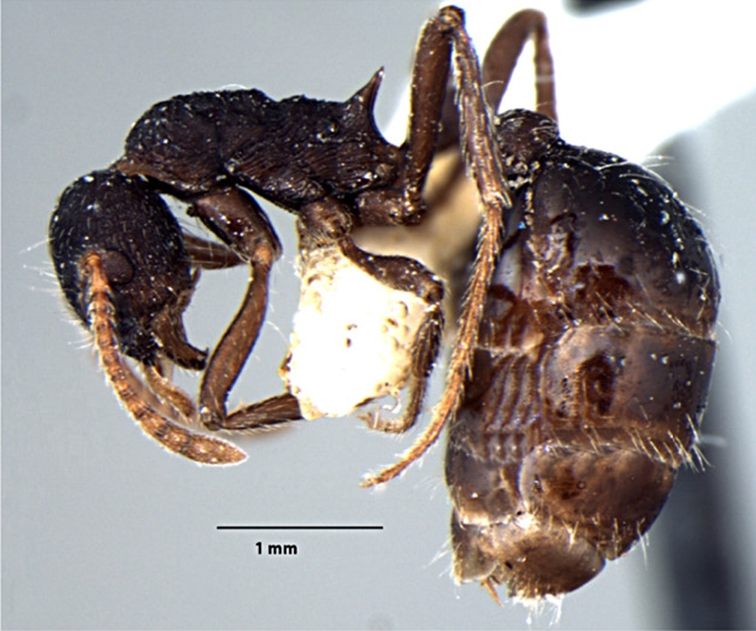 Myrmica curvispinosa ergatoid lateral