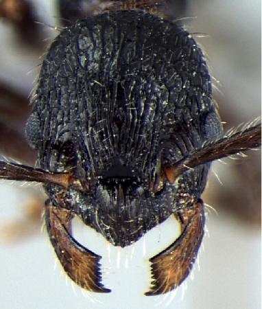 Myrmica curvispinosa frontal