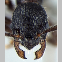Myrmica curvispinosa Bharti, 2013 frontal
