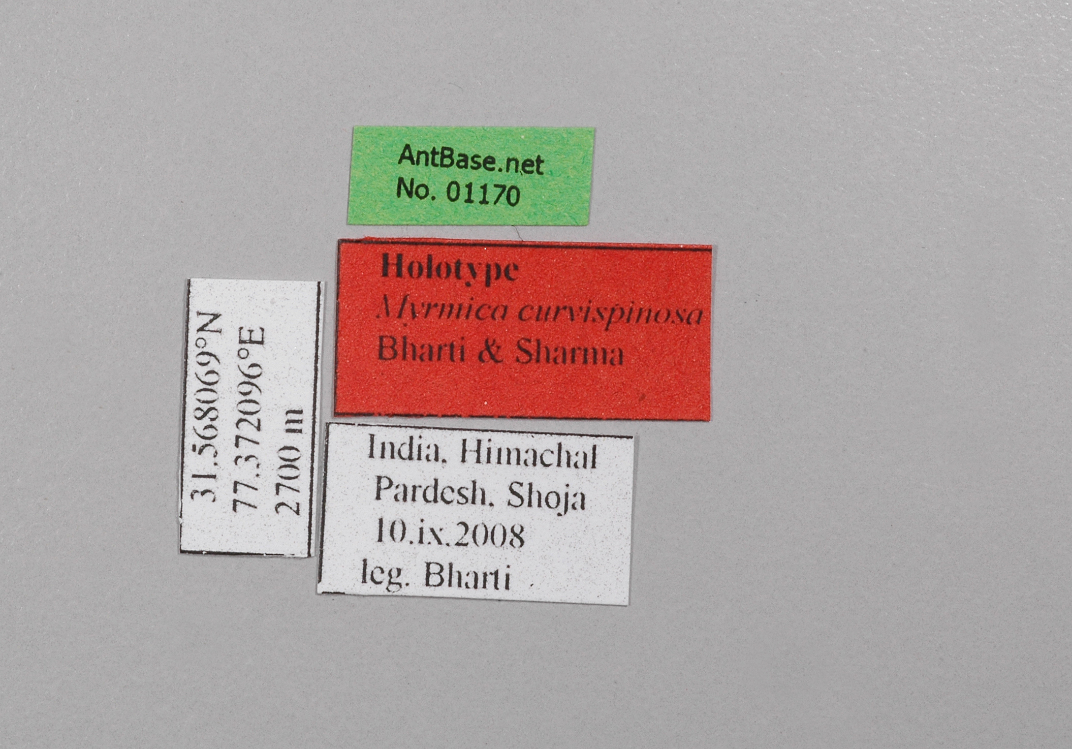 Myrmica curvispinosa label